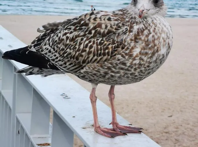 شقة Spacerowa Z Balkonem *